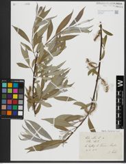 Foto von Salix alba L.